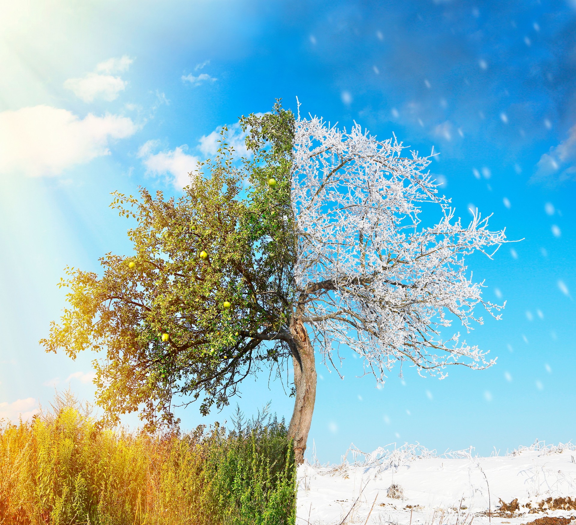 Apple tree split in two seasons summer and winter